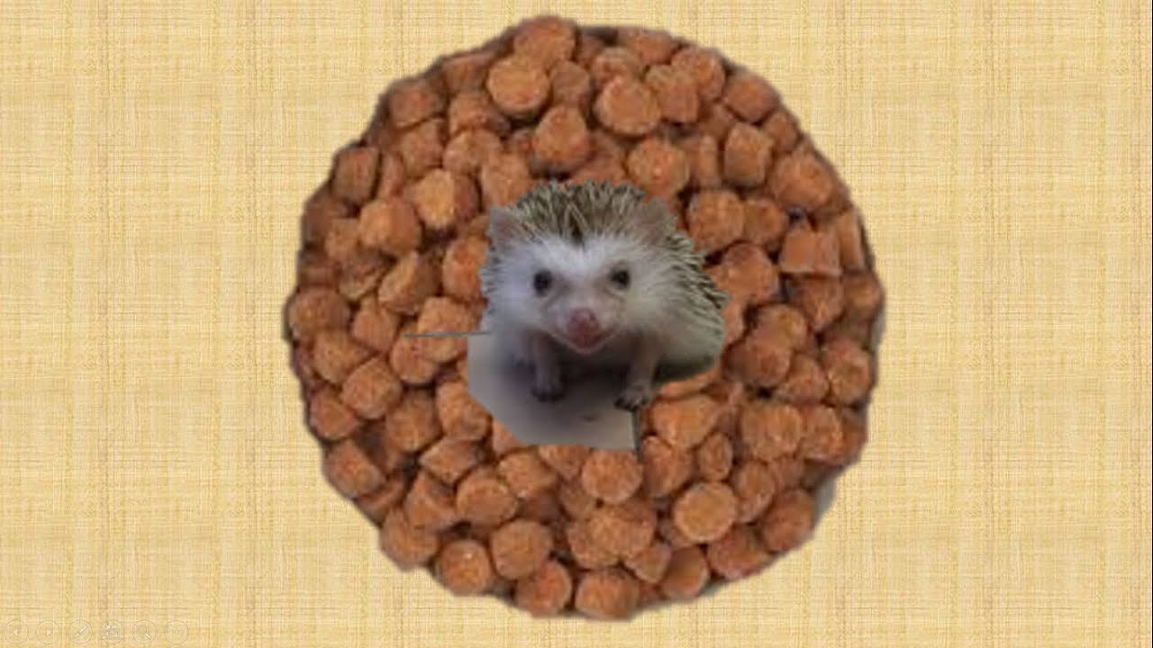 15th day! What I feed my hedgehog everyday! l Some diet tips for