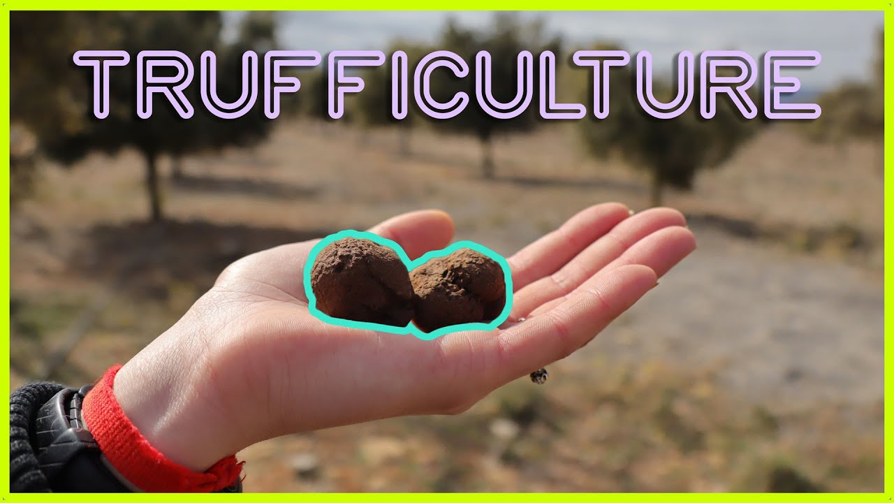 🍄  La CULTURE de la TRUFFE NOIRE [ Les bases de la TRUFFICULTURE ]