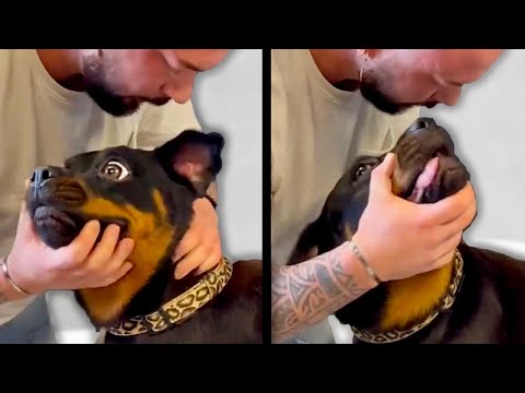 Chiropractor Cracks Dog's Neck