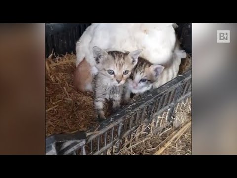 Tre gattini rimangono orfani della mamma: una gallina li adotta