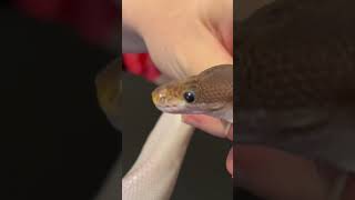 Blackhead? #reptiles #ballpython #piebald Wealth