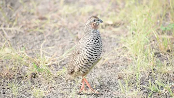 Call of Rock Bush-Quail I Indian bird Call I Dr. Chetna Ugale