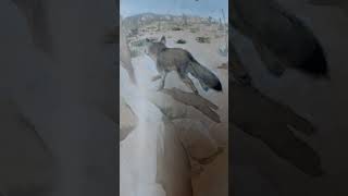 ثعلب الصحراء ذو الفراء - حيوانات الصحراء