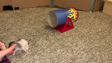 My dwarf rat Butter practicing some advanced fetch!