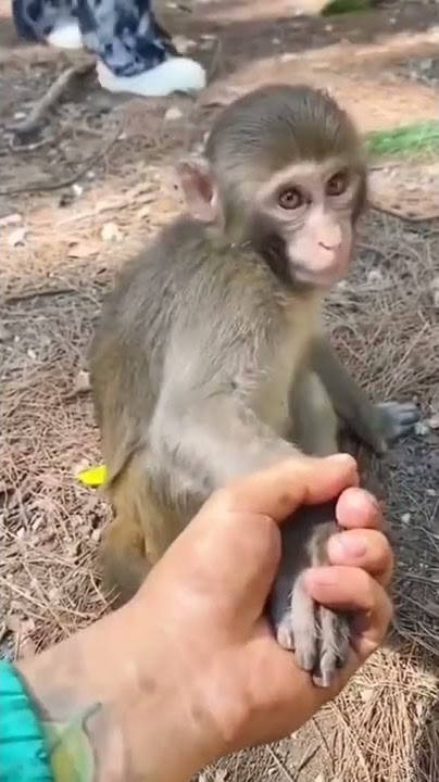 mentahan monyet viral tiktok dan instagram | link mentahan jadi monyet viral tiktok