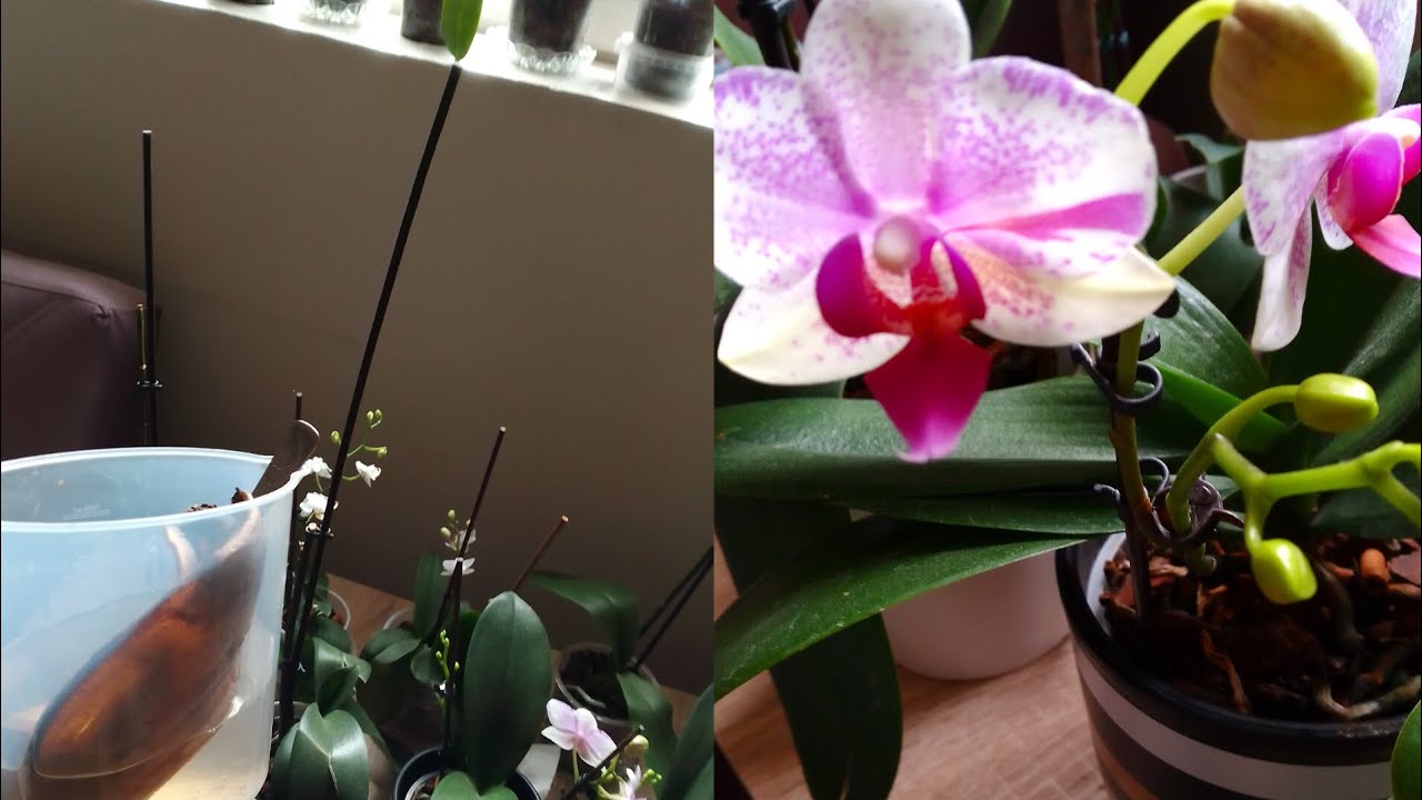 orkide lere ev yapımı besin veriyoruz ve orkide hakkında birkac detay