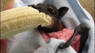 Funny and Cute Bats 🦇🦇🦇 2022 / Cute Animals