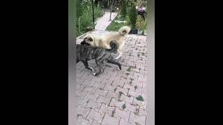 Kangal,Malaklı,Çapar. Köpekleri