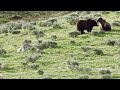 Grizzly Bear Courtship Behavior