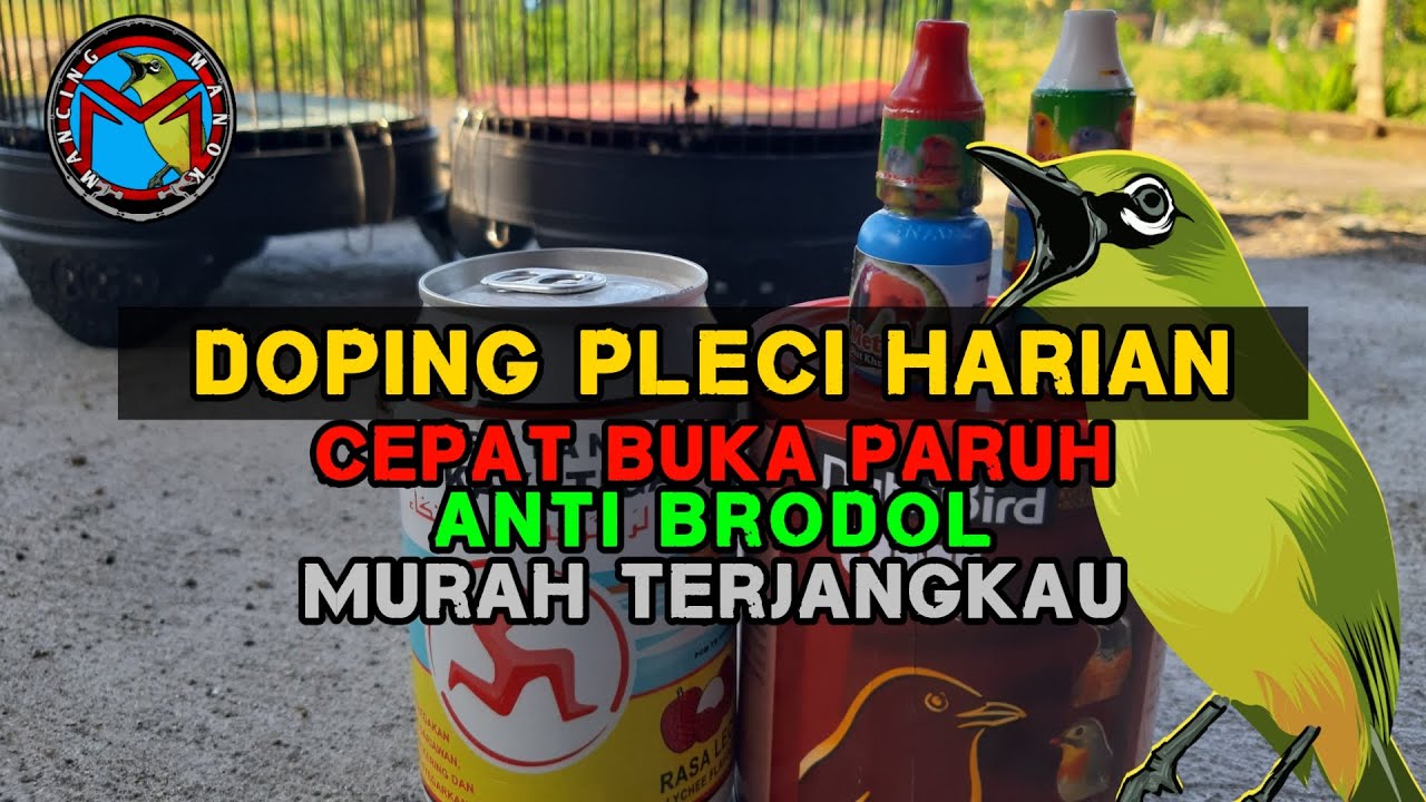 Doping Pleci Harian Cepat Buka Paruh