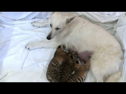 Russie Une Chienne Adopte Des Bebes Tigres Youtube