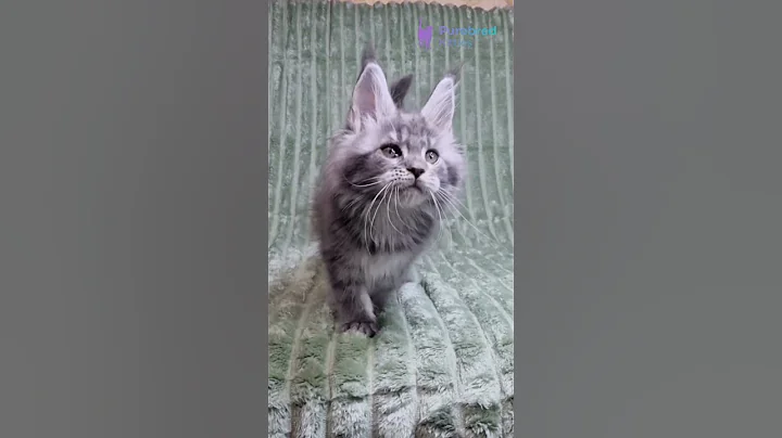 Video 11679261: tabby maine coon kitten, tabby maine coon girl, blue tabby maine coon, adorable maine coon kitten, blue lynx, mainecoon