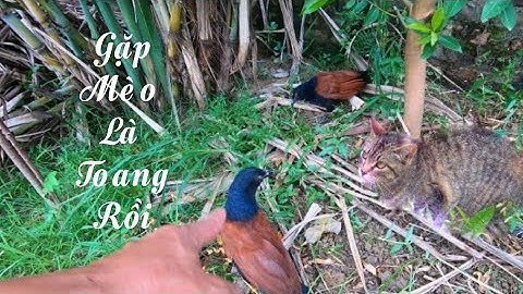 Bìm Bịp Gặp Mèo Là Toang Rồi Rất May Là Không Phải / Quế Nghịch