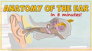 Anatomy of the Ear
