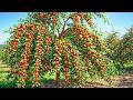 How Chinese Jujube Is Grown From Seed To Heavy Red Fruit Harvest