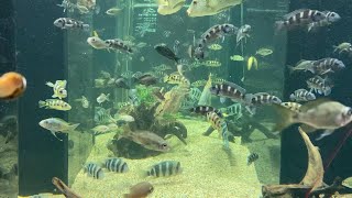 【冬の水族館】キフォティラピアフロントーサ・オレオクロミスタンガニカエなど - アフリカの魚たち -