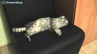 Новый стул для кота Новый стул для кота