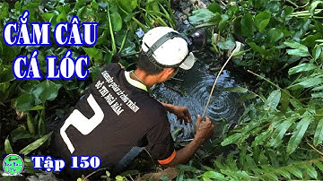cắm câu bắt cá lóc gặp sự cố bất ngờ - thưởng thức cháo cá lóc đồng | NGÃ NĂM TV Tập 150