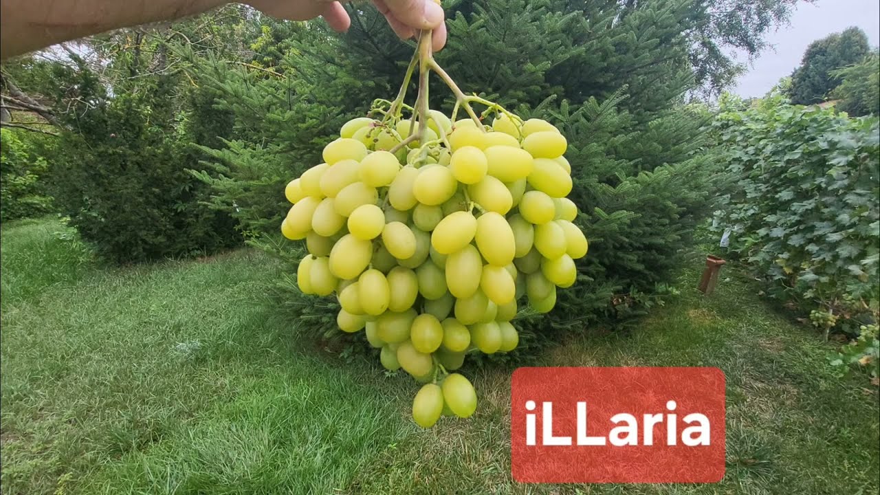 Csemegeszőlő fajtáim - Illaria 250822