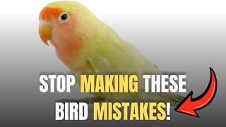 5 BIGGEST Mistakes First-Time Bird Owners Make (Avoid These NOW!)