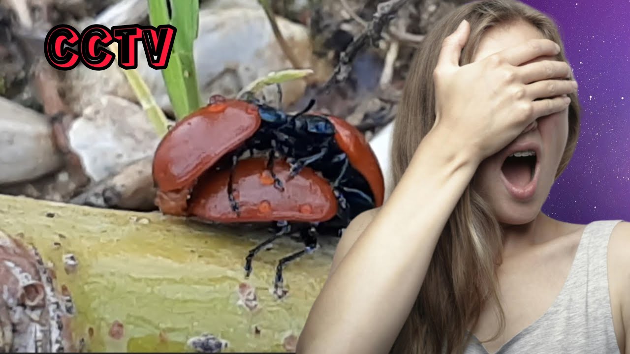 Ladybug mating in seedling stem _news 4k