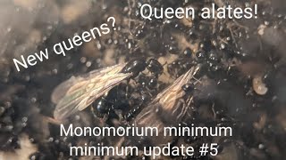 Monomorium Minimum Update New Queen Alates