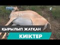 Киіктің киесі мен кесірі