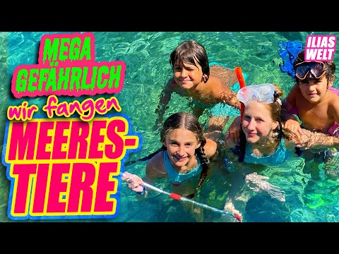 Video: Schauen Sie, was wir gefunden haben! - Sommer 2017