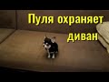 Пулькерия охраняет диван. Чихуахуа Пулька и шотландская кошка Буня. 03.12.2021.