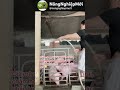Về Miền Tây Mới Thấy Cảnh Này #farming#mientay #nongdan#shortvideo