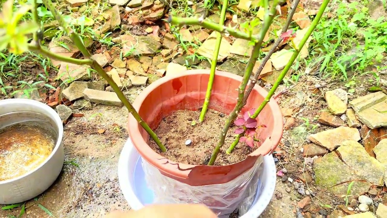 Quy trình, Giâm Ủ, Trồng, Chăm Sóc cành chiết hoa hồng không thể chi tiết hơn