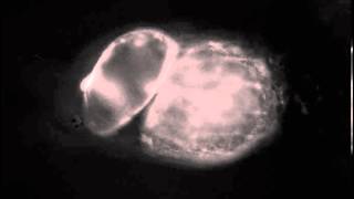 Tadpole beating heart
