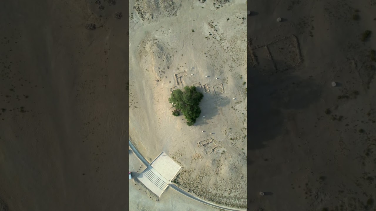 161/365 🇧🇭🚶🏻‍♂️🌳Have you ever marvelled at the majestic beauty of Bahrain's Tree of Life❓ 