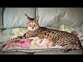 Top 10 Tips on owning a Savannah cat