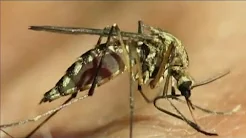 West-Nil-Virus: Erstmals  Infektion durch Stechmücke in Deutschland nachgewiesen thumbnail