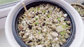 Planting Lithop Seeds & Young Lithops