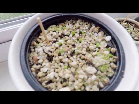 Video: Cultivarea Litopilor Din Semințe: Cum Să Crească „pietre Vii” Acasă? Cum Să Plantați și Cum Arată Semințele?