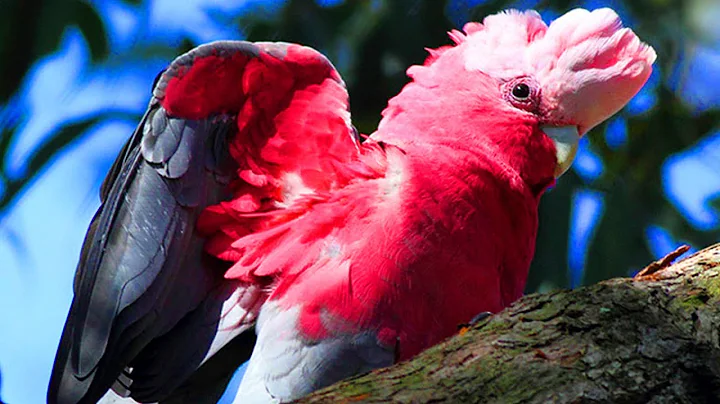 5 Most Beautiful Parrots In The World