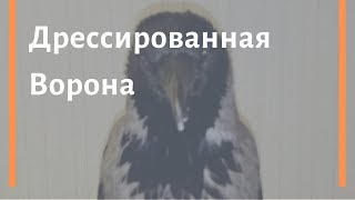 Дрессированная ворона Карлуша приносит бумажки за вкусняшку