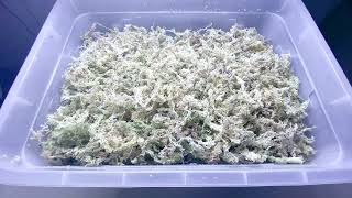 Unveiling the Truth The Big Secret Behind Jerwtlu's Sphagnum Moss! Wealth