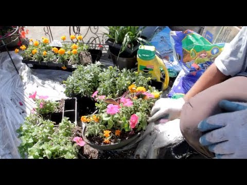Cara merepoting tanaman 101 | Tumbuh Bunga Murah
