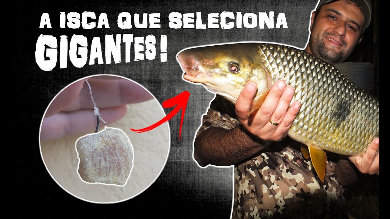 Como Preparar, Iscar e Conservar o Filé de Frango - Fatal para Piaparas Gigantes e Piauçus