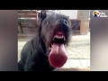 Dog Licks Window Dog Licks Window