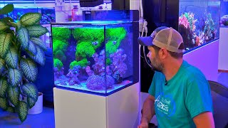 The Nano Reef Tank Under Blue Lights & Answering FAQ