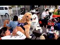 ホルモンパーティに行ったらYouTube犬のオフ会みたいで天国でした_前編