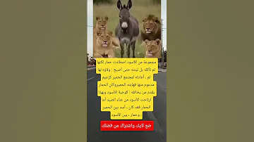 مجموعة من الأسود اصطادت حمار لكنها لم تأكله بل تبنته حتى أصبح لايك اكسبلور متابعه Viral 