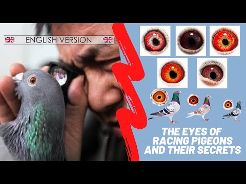 The eyes of racing pigeons and their secrets - ??  ENGLISH VERSION ??