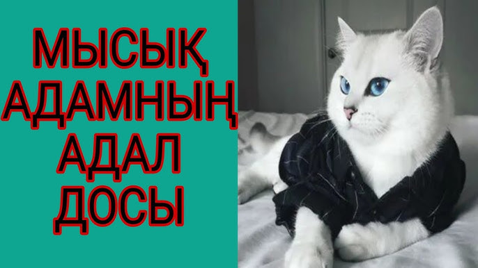 Желідегі сексодром бейне