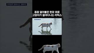 한강 고양이 리믹스