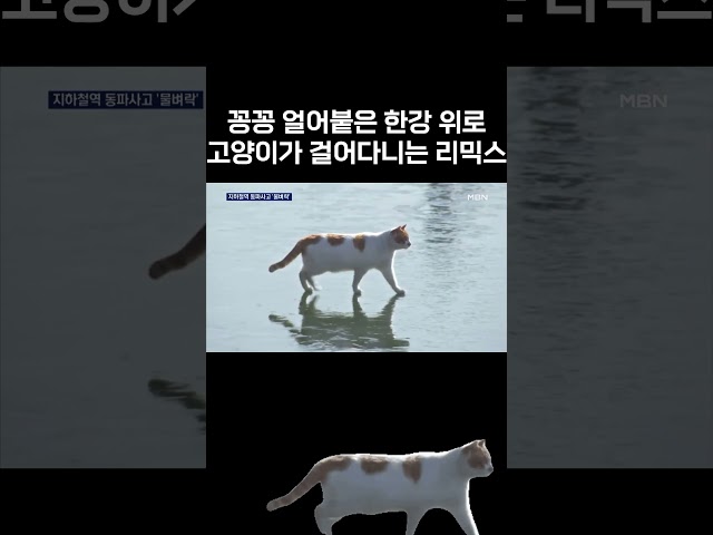 한강 고양이 리믹스